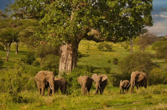 Top 5 Destinations & Adventure Travel in Tanzania & Zanzibar