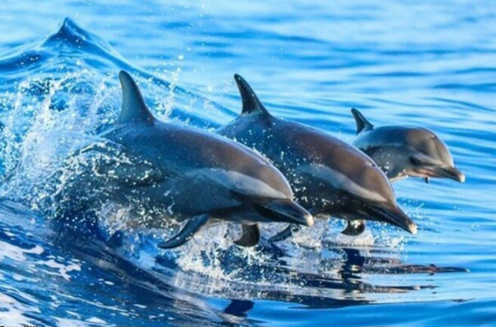 Dolphin Tour & Salaam Cave Tour