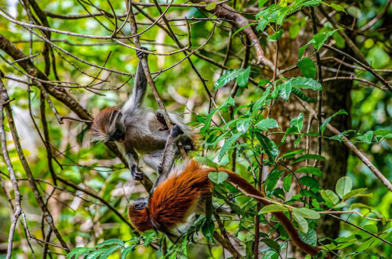 Jozani Forest Tour – Zanzibar