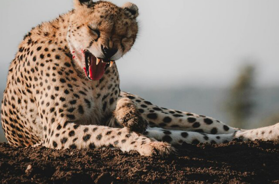 3 Days / 2 Nights Safari – SGR Train Package