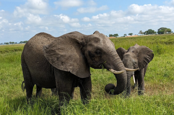 Mikumi National Park – Day Trip