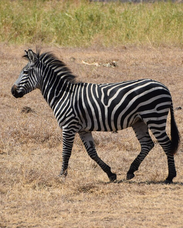 zebra