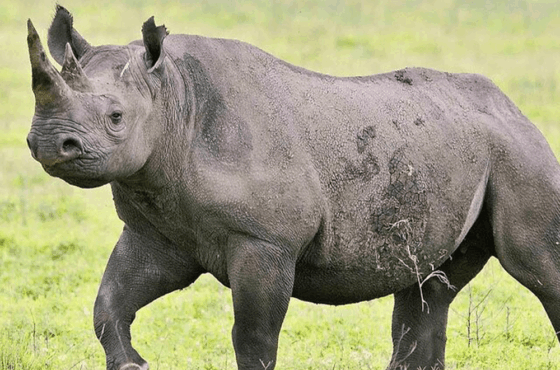 Selous Game Reserve – 2 Days / 1 Night Safari