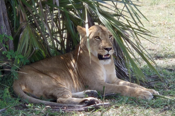 Selous Game Reserve – Day Trip Safari