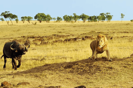 4 Days / 3 Nights – Tarangire + Ngorongoro + Serengeti Safari