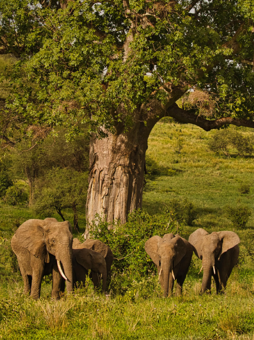 New Project (26) - Kim Zanzibar Experience Multipu day