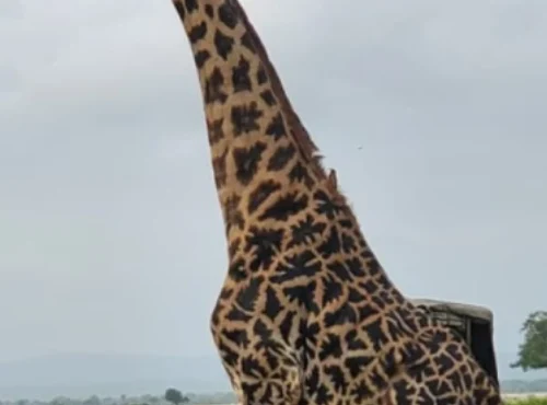 1 Day Safari to Mikumi National Park