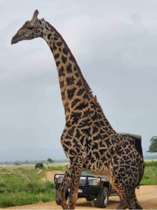 New Project (27) - Kim Zanzibar Experience One days