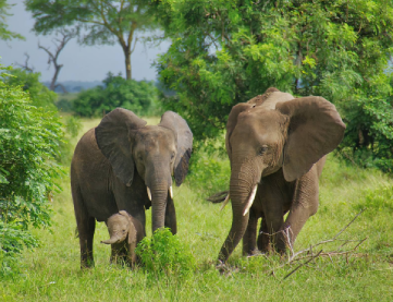 Tanzania safaris