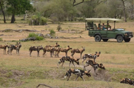 1 Day Safari to Nyerere National Park (Selous Game Reserve)