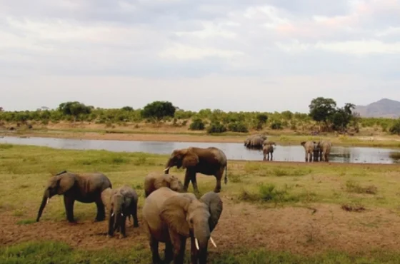 CLASSIC TANZANIA SAFARIS:3 Days / 2 Nights Safari