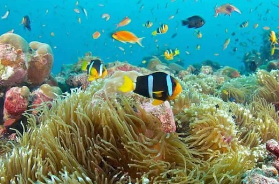 Blue Lagoon Snorkeling