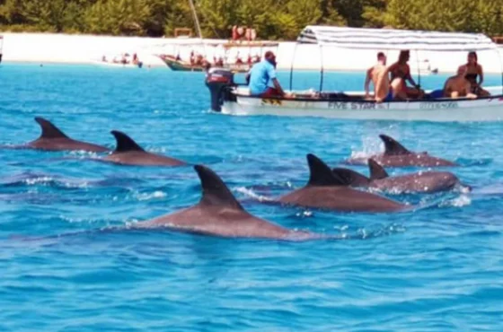 Dolphin Tours
