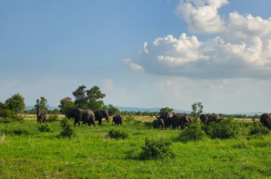 Fly from Zanzibar to Nyerere National Park for a full-day safari with game drive, wildlife, and bush lunch