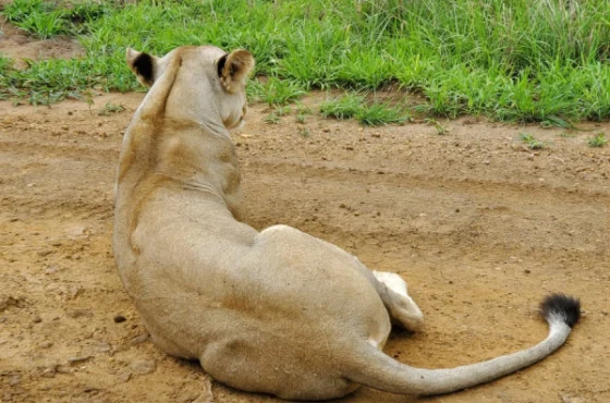 From Zanzibar: Mikumi Safari Day trip with Lunch & Flight