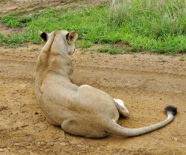 Fly from Zanzibar to Nyerere National Park for a full-day safari with game drive, wildlife, and bush lunch