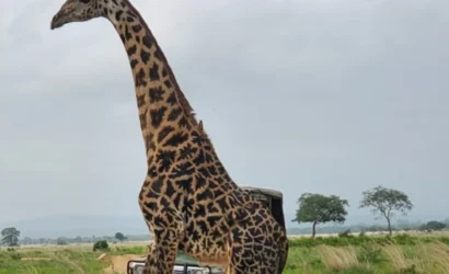 Fly from Zanzibar to Nyerere National Park for a full-day safari with game drive, wildlife, and bush lunch