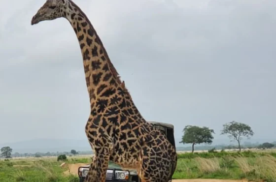 1 Day Safari to Mikumi National Park