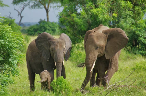 Fly from Zanzibar to Nyerere National Park for a full-day safari with game drive, wildlife, and bush lunch