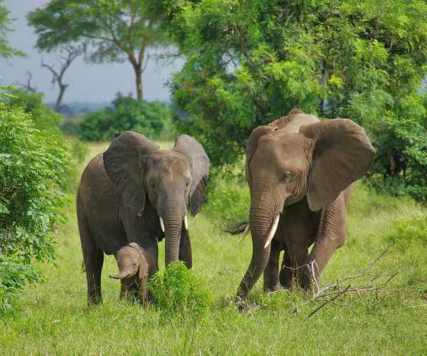 Fly from Zanzibar to Nyerere National Park for a full-day safari with game drive, wildlife, and bush lunch